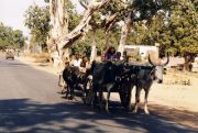 Fahrt in Richtung Agra-Indische Zigeuner